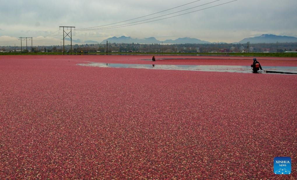 Farmers harvest cranberries in a pond in Richmond, British Columbia, Canada, on Oct. 15, 2024. (Photo: Xinhua)