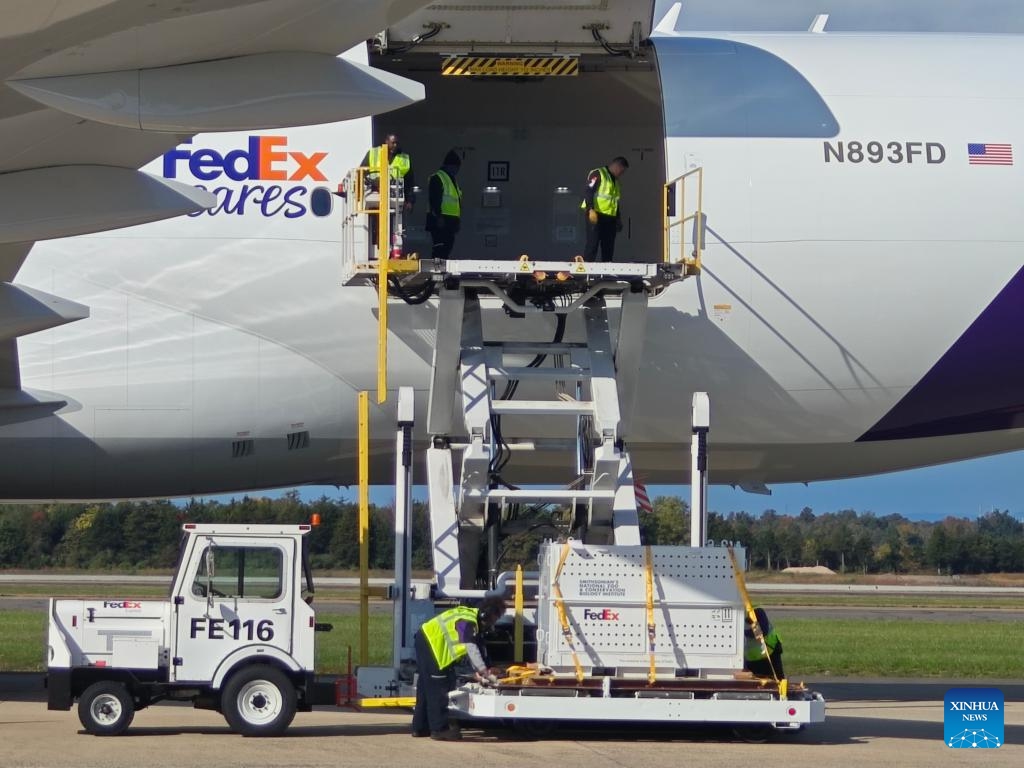 A special crate holding one giant panda is unloaded at the Dulles International Airport near Washington, D.C., the United States, on Oct. 15, 2024. A pair of giant pandas, Bao Li and Qing Bao, arrived at Washington, D.C. on Tuesday, after an approximately 19-hour trans-Pacific trip from Sichuan Province in southwest China. A dedicated FedEx Panda Express Boeing 777F aircraft landed at the Dulles International Airport near Washington, D.C. at around 10:00 a.m. local time (1400 GMT). (Photo: Xinhua)