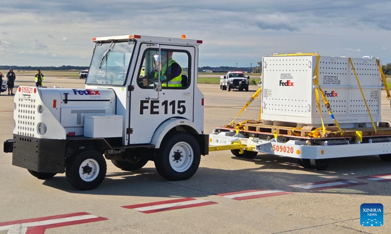 A worker transfers a special crate holding one giant panda at the Dulles International Airport near Washington, D.C., the United States, on Oct. 15, 2024. A pair of giant pandas, Bao Li and Qing Bao, arrived at Washington, D.C. on Tuesday, after an approximately 19-hour trans-Pacific trip from Sichuan Province in southwest China. A dedicated FedEx Panda Express Boeing 777F aircraft landed at the Dulles International Airport near Washington, D.C. at around 10:00 a.m. local time (1400 GMT). (Photo: Xinhua)