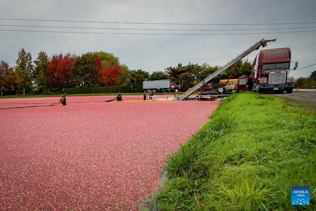 Farmers harvest cranberries in a pond in Richmond, British Columbia, Canada, on Oct. 15, 2024. (Photo: Xinhua)