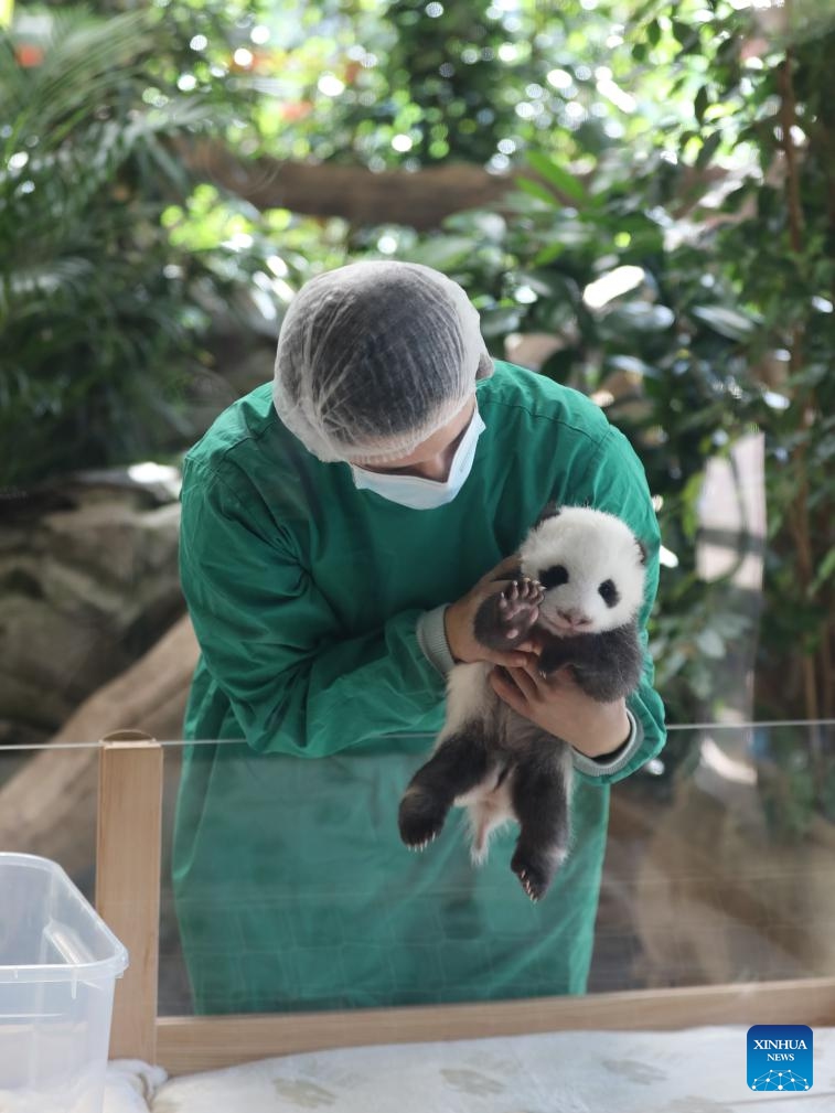 A giant panda cub is seen at Zoo Berlin in Berlin, Germany, Oct. 15, 2024. Zoo Berlin's newest residents, a pair of panda sisters born in late August, made their long-awaited debut to press on Tuesday and will welcome the public starting Wednesday. (Photo: Xinhua)