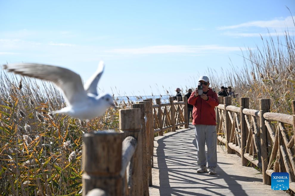 A tourist takes photos of a bird at the Juyanhai scenic spot in Ejina Banner of Alxa League, north China's Inner Mongolia Autonomous Region, Oct. 14, 2024. (Photo: Xinhua)