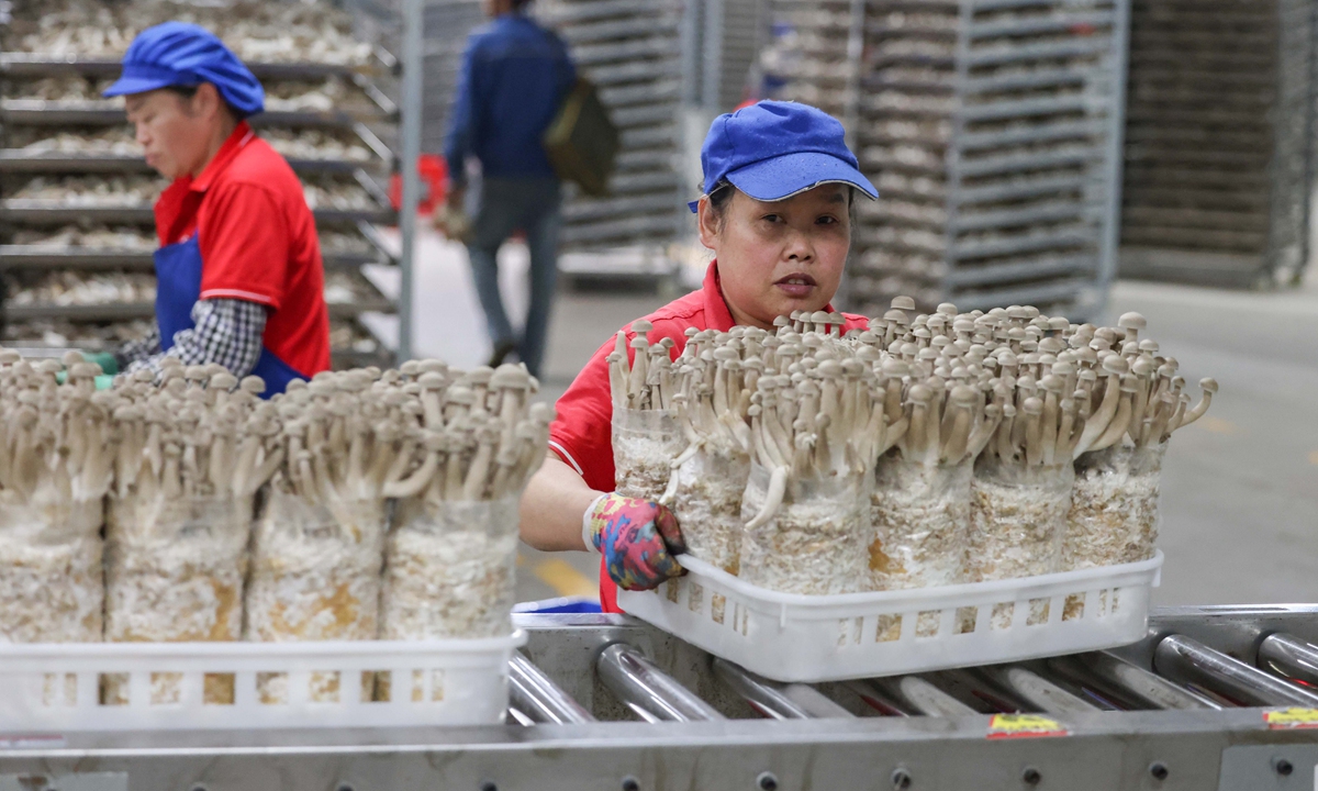 Workers sort edible mushrooms at a factory in Yuping Dong Autonomous county, Southwest China's Guizhou Province on October 16, 2024. The county has established a smart workshop for cultivating mushrooms, with a daily output of 180,000 kilograms while bringing jobs and higher incomes for more than 2,000 local people. Photo: VCG
