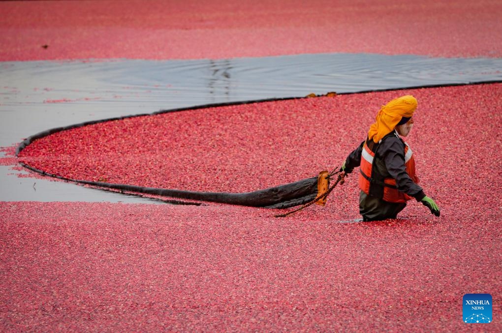 A farmer pulls a floating boom to harvest cranberries in a pond in Richmond, British Columbia, Canada, on Oct. 15, 2024. (Photo: Xinhua)