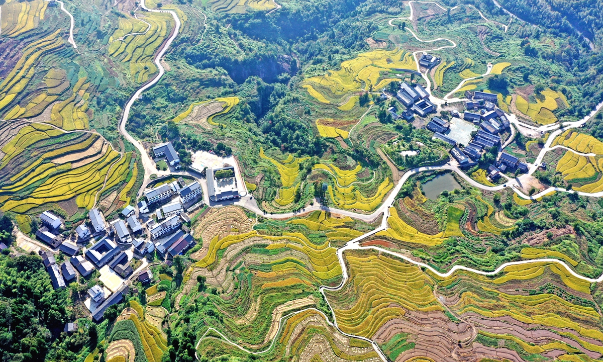 Picture shows golden terraced fields in a village in the Xianju county, East China's Zhejiang Province, on October 15, 2024. Photo: VCG