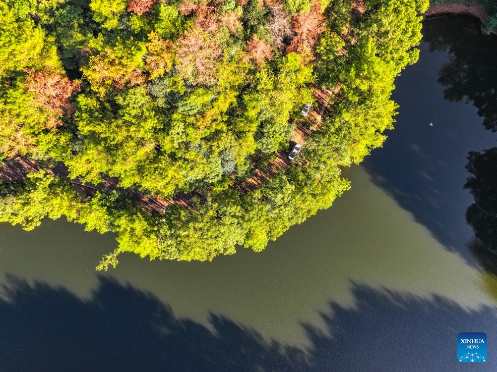 An aerial drone photo taken on Oct. 15, 2024 shows a view of the national nature reserve of Jinyun Mountain in Beibei District, southwest China's Chongqing Municipality. Located by the Jialing River in Chongqing, the national nature reserve of Jinyun Mountain is an important ecological barrier for the downtown area of this municipality city. (Photo:Xinhua)