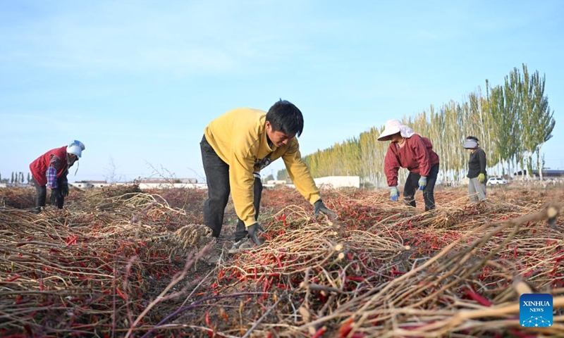 Farmers air chili peppers in a field in Linhe District of Bayannur, north China's Inner Mongolia Autonomous Region, Oct. 15, 2024. (Photo:Xinhua)