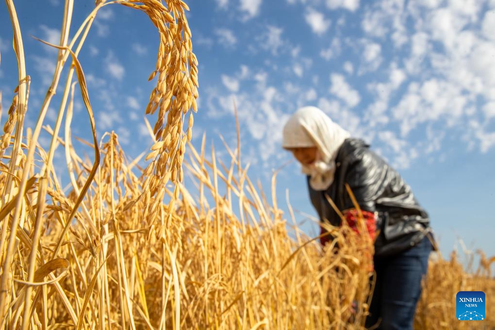 A farmer harvests rice in Daoxiang Village of Suihua City, northeast China's Heilongjiang Province, Oct. 13, 2024. The autumn harvest in Heilongjiang Province, a major grain production base, is in full swing. (Photo:Xinhua)