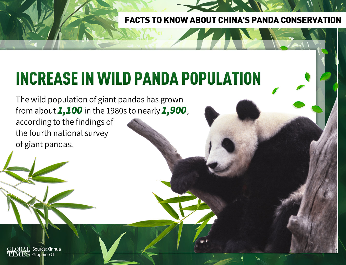 Facts to know about China's panda conservation. Graphic: GT