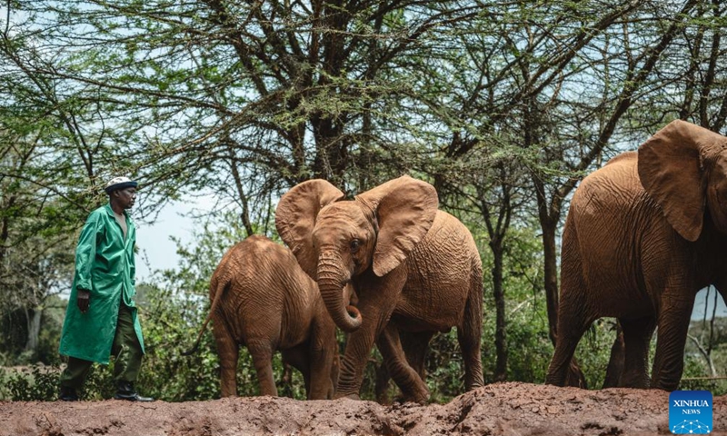 Elephants are pictured at the Elephant Orphanage in Nairobi, Kenya on Oct. 16, 2024. The orphanage, located on the outskirts of Nairobi, treats and rescues elephant orphans in various nature reserves in Kenya. Through treatment and training, it gradually restores the ability of the elephants that were affected by natural and human factors to help them regain wildness and survive independently. (Photo: Xinhua)