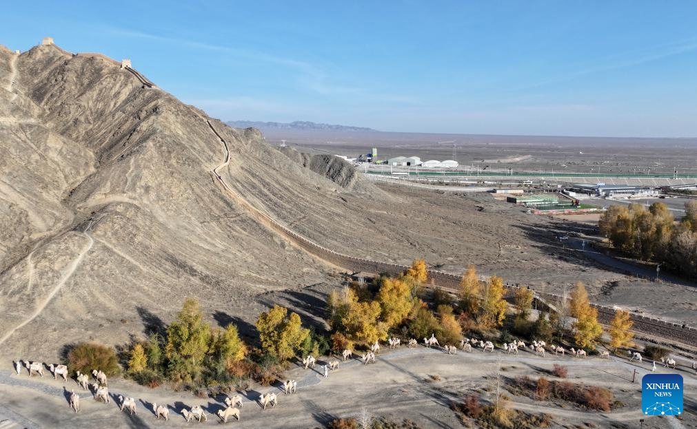 An aerial drone photo taken on Oct. 17, 2024 shows the autumn scenery of a section of the Great Wall near the Jiayu Pass in the city of Jiayuguan, northwest China's Gansu Province. The Jiayu Pass is the starting point of a section of the Great Wall constructed during the Ming Dynasty (1368-1644). The pass also served as a vital passage on the ancient Silk Road. (Photo: Xinhua)