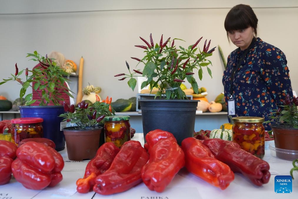 People visit an exhibition of pumpkins and peppers in Latvian Museum of Natural History in Riga, Latvia, Oct. 16, 2024. (Photo: Xinhua)