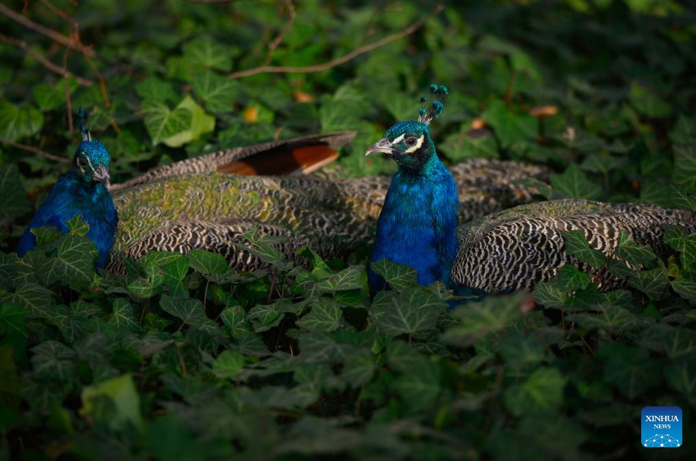 Two peacocks are seen resting at Lazienki Park in Warsaw, Poland, on Oct. 16, 2024. (Photo: Xinhua)