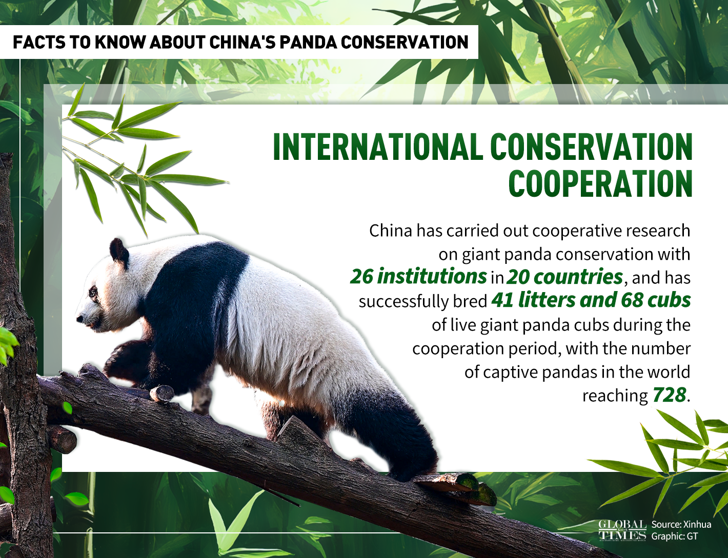 Facts to know about China's panda conservation. Graphic: GT