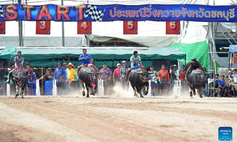 Buffalo racers compete during a buffalo race to celebrate the rice harvest in Chonburi, Thailand, Oct. 16, 2024 (Photo:Xinhua)