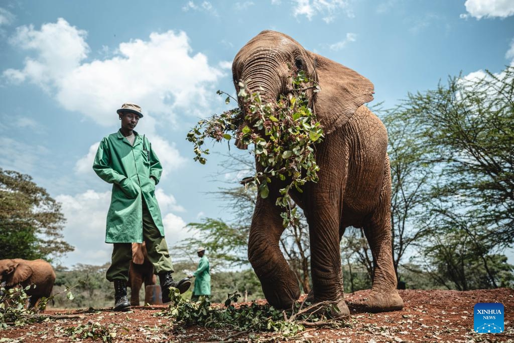 An elephant feeds at an elephant orphanage in Nairobi, Kenya, October 16, 2024. The orphanage, located on the outskirts of Nairobi, treats and rescues elephant orphans in various wildlife reserves in Kenya. Through treatment and training, it gradually restores the ability of elephants affected by natural and human factors to help them re-wild and survive independently. (Photo: Xinhua)