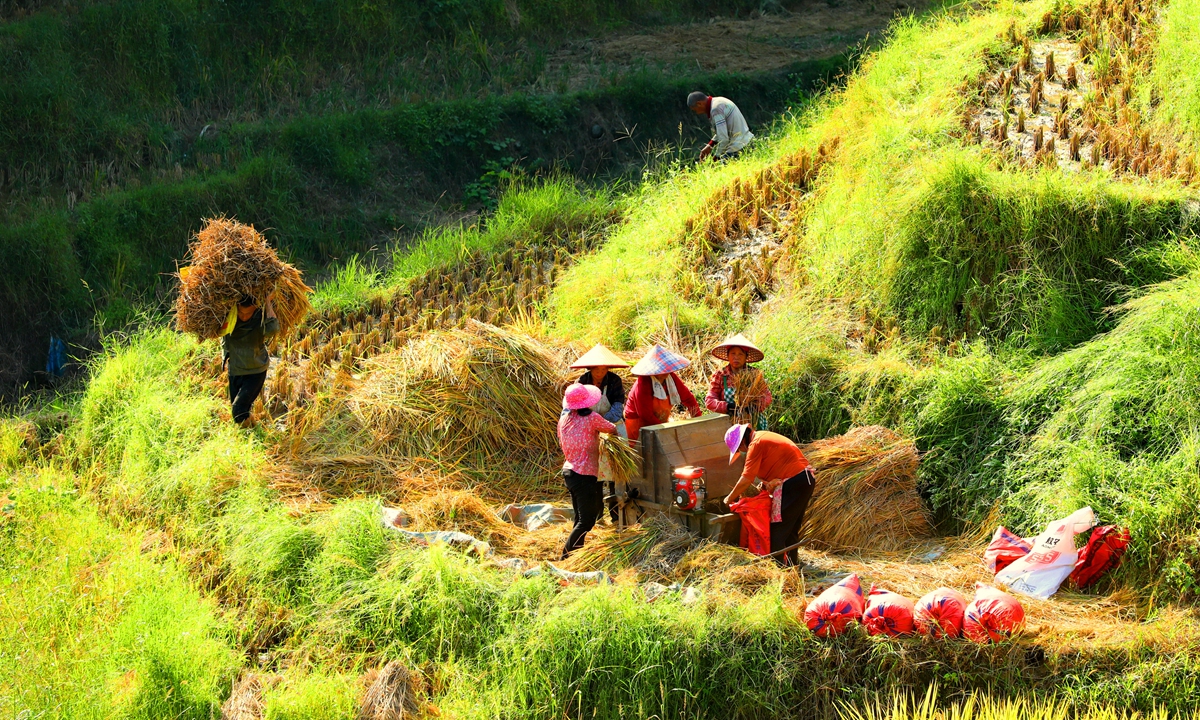 Farmers harvest rice at the terraced fields in a village in the Chongyi county, East China's Jiangxi Province, on October 13, 2024. Photo: VCG