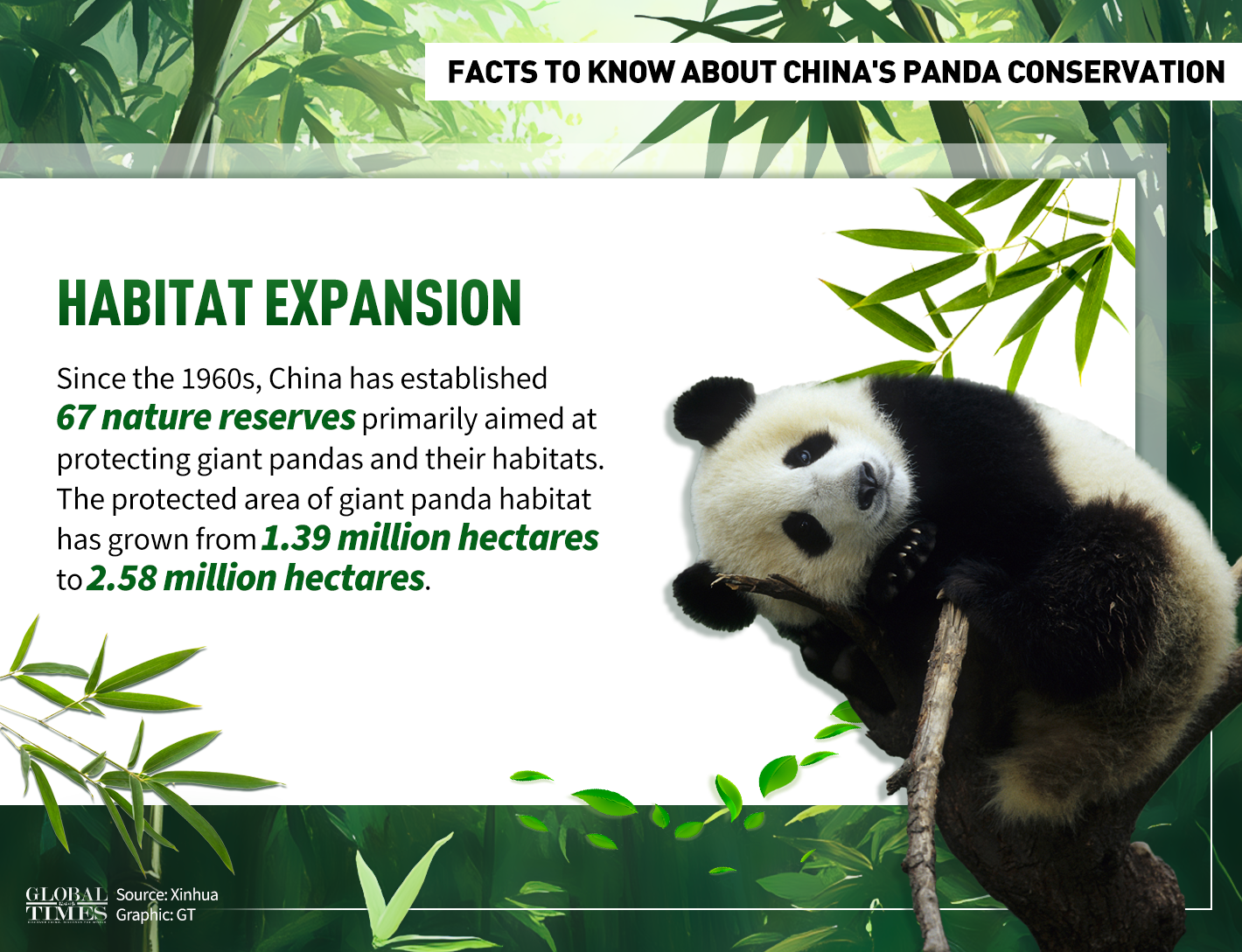 Facts to know about China's panda conservation. Graphic: GT