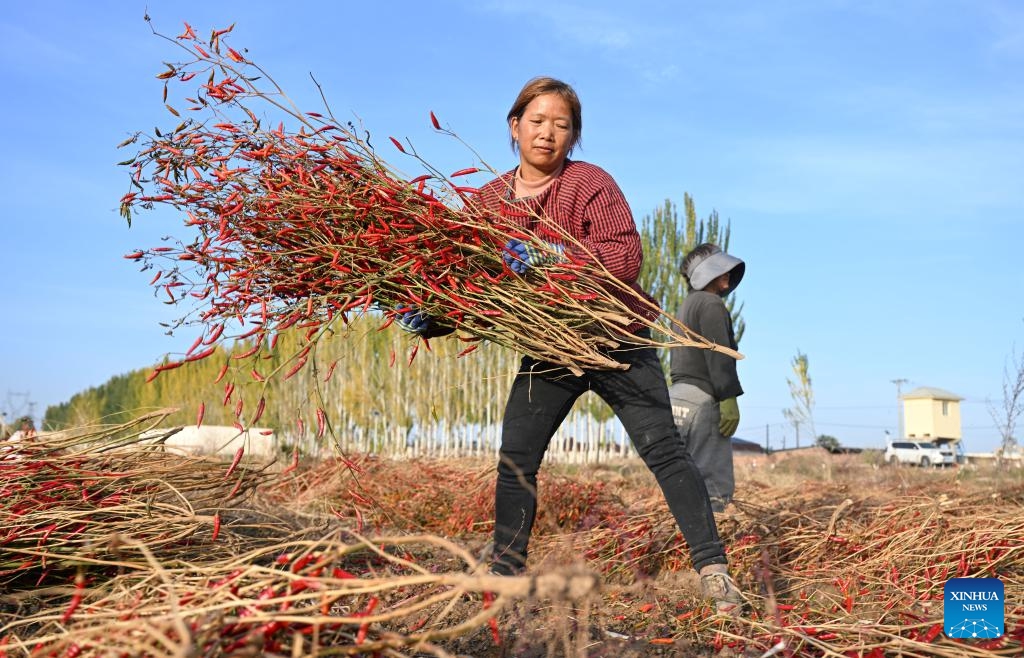 Farmers air chili peppers in a field in Linhe District of Bayannur, north China's Inner Mongolia Autonomous Region, Oct. 15, 2024. (Photo:Xinhua)