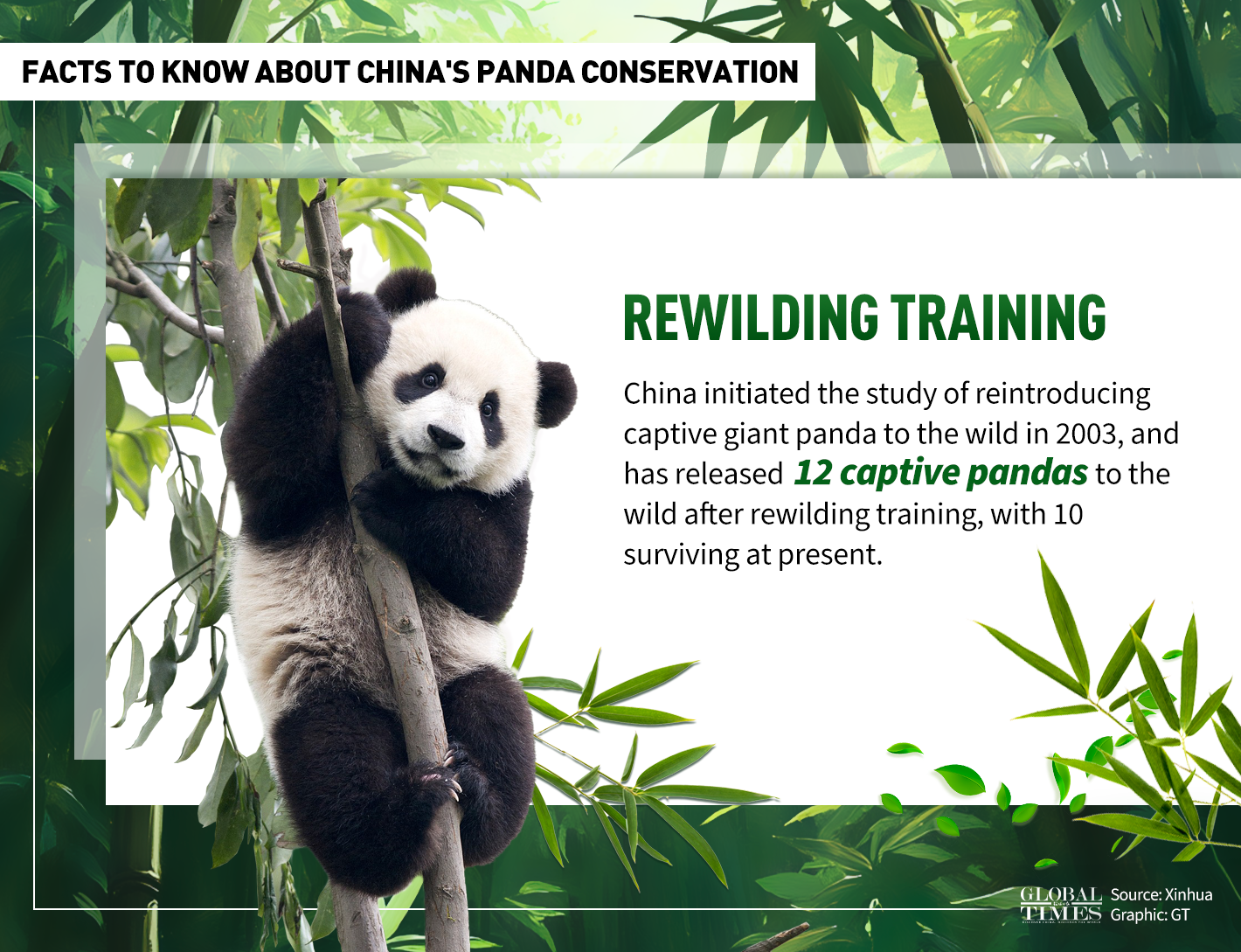 Facts to know about China's panda conservation. Graphic: GT