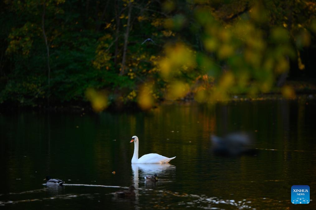 A swan and a duck are seen swimming at Lazienki Park in Warsaw, Poland, on Oct. 16, 2024. (Photo: Xinhua)