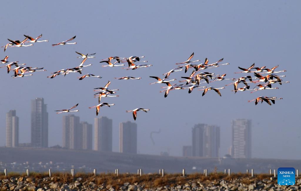 A flock of flamingos is pictured over the Selkapani Dam Lake in Ankara, Türkiye, Oct. 16, 2024. (Photo: Xinhua)