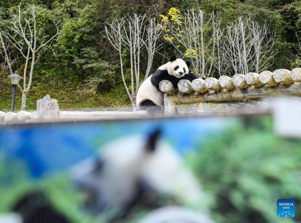 A giant panda is seen at a panda park in Jiuzhaigou County, southwest China's Sichuan Province, Oct. 10, 2024. (Photo:Xinhua)