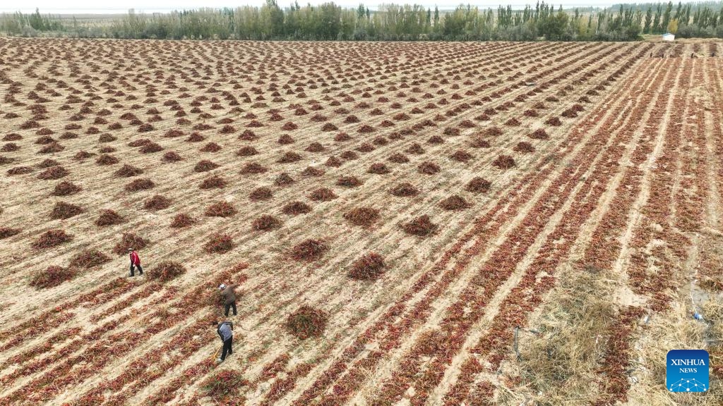 An aerial drone photo taken on Oct. 15, 2024 shows farmers airing chili peppers in a field in Linhe District of Bayannur, north China's Inner Mongolia Autonomous Region. (Photo:Xinhua)