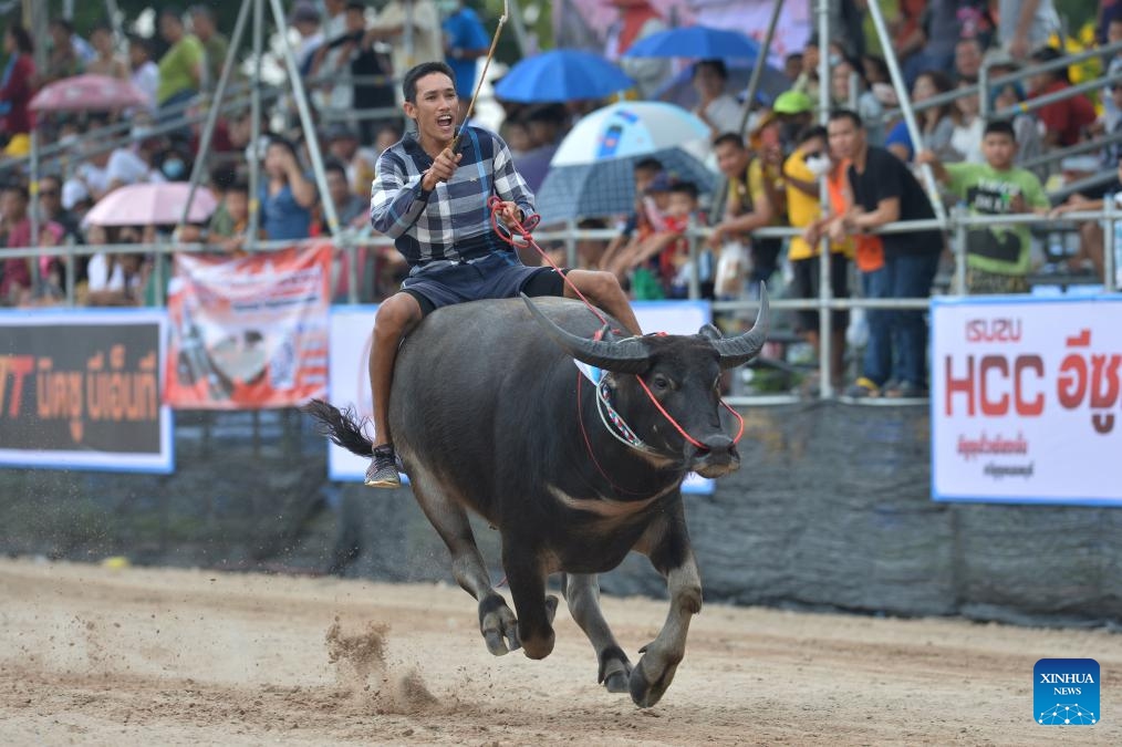 A buffalo racer competes during a buffalo race to celebrate the rice harvest in Chonburi, Thailand, Oct. 16, 2024. (Photo:Xinhua)