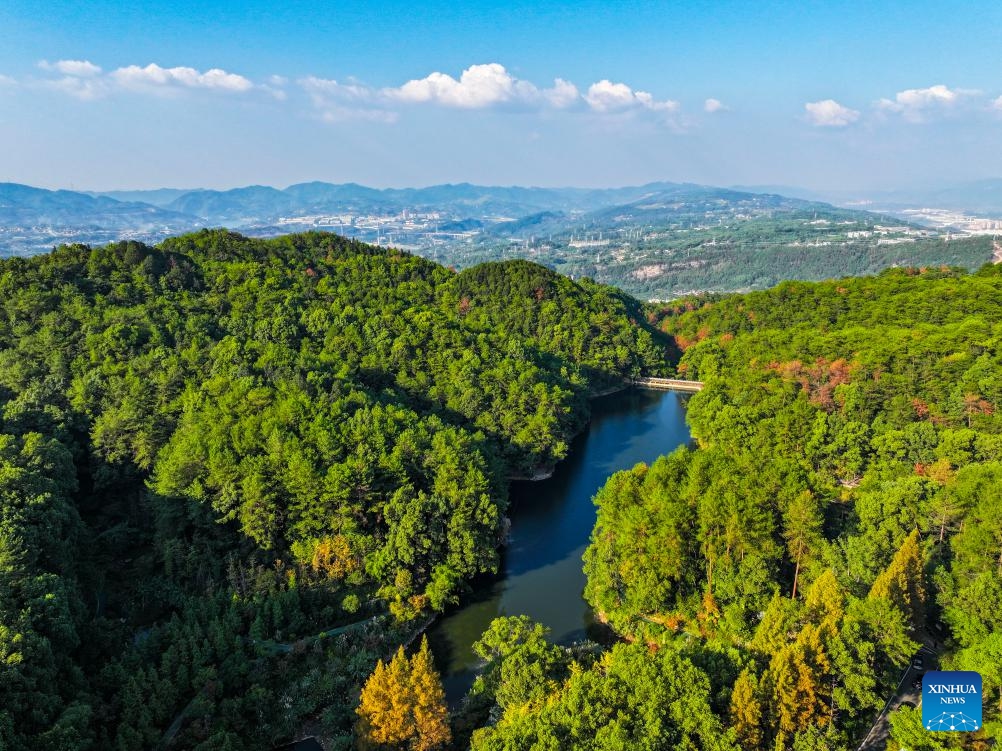 An aerial drone photo taken on Oct. 15, 2024 shows a view of the national nature reserve of Jinyun Mountain in Beibei District, southwest China's Chongqing Municipality. Located by the Jialing River in Chongqing, the national nature reserve of Jinyun Mountain is an important ecological barrier for the downtown area of this municipality city. (Photo:Xinhua)