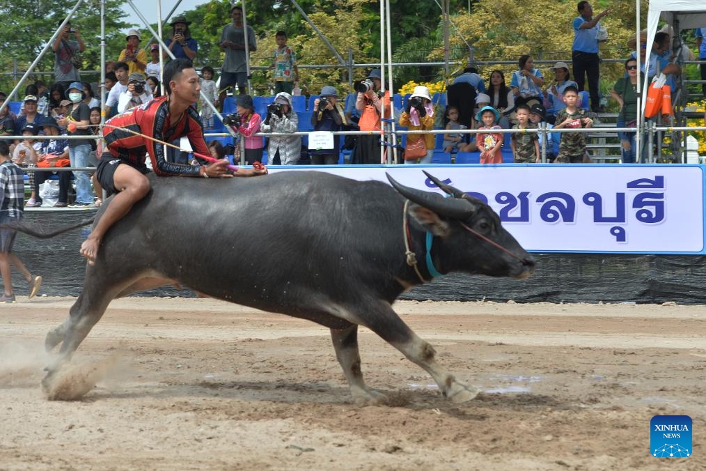 A buffalo racer competes during a buffalo race to celebrate the rice harvest in Chonburi, Thailand, Oct. 16, 2024. (Photo:Xinhua)