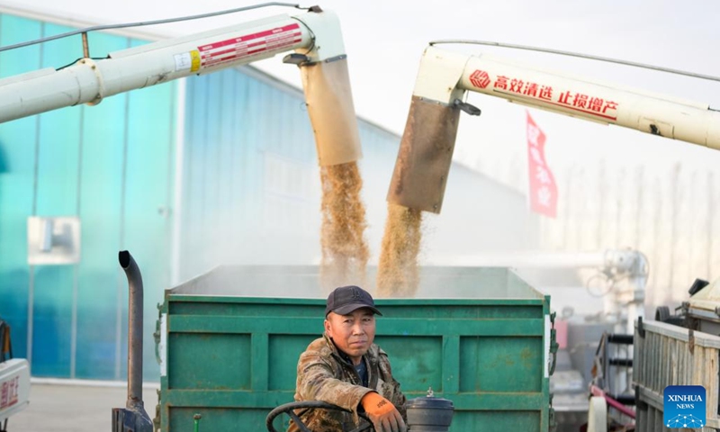 Rice is loaded into a vehicle in Fuyuan City, northeast China's Heilongjiang Province, Oct. 11, 2024. The autumn harvest in Heilongjiang Province, a major grain production base, is in full swing. (Photo:Xinhua)