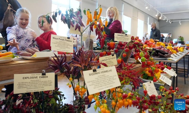 People visit an exhibition of pumpkins and peppers in Latvian Museum of Natural History in Riga, Latvia, Oct. 16, 2024. (Photo: Xinhua)