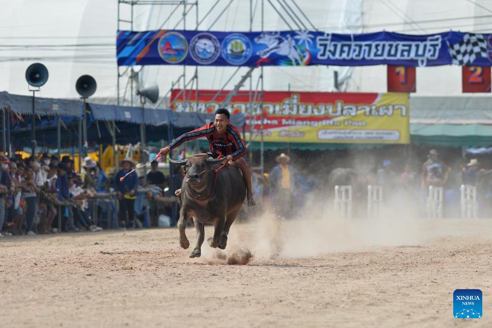 A buffalo racer competes during a buffalo race to celebrate the rice harvest in Chonburi, Thailand, Oct. 16, 2024. (Photo:Xinhua)