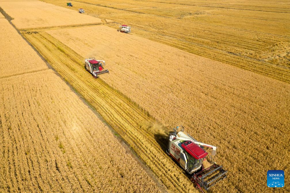 An aerial drone photo shows agricultural machines working in fields at a farm of Beidahuang Group in northeast China's Heilongjiang Province, Oct. 12, 2024. (Photo:Xinhua)