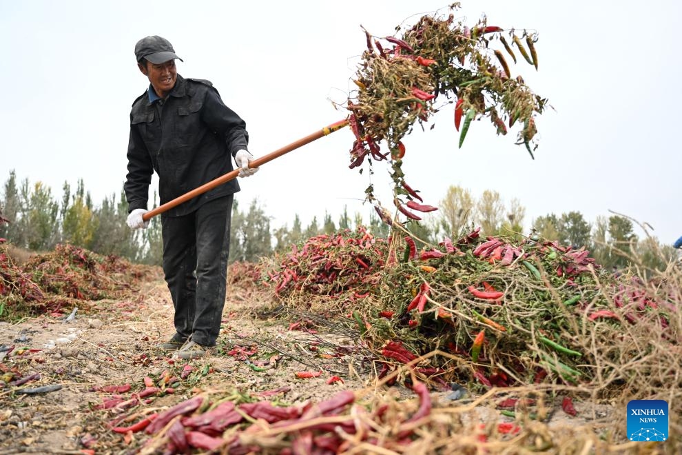 A farmer airs chili peppers in a field in Urad Front Banner of Bayannur, north China's Inner Mongolia Autonomous Region, Oct. 16, 2024. (Photo:Xinhua)