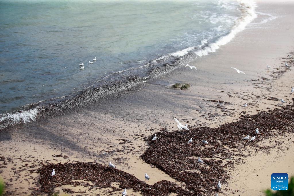 This photo taken on Oct. 16, 2024 shows debris washed ashore on Coogee Beach in Sydney, Australia. The popular beach in Sydney has been closed to the public after mysterious black balls of debris washed ashore. (Photo:Xinhua)