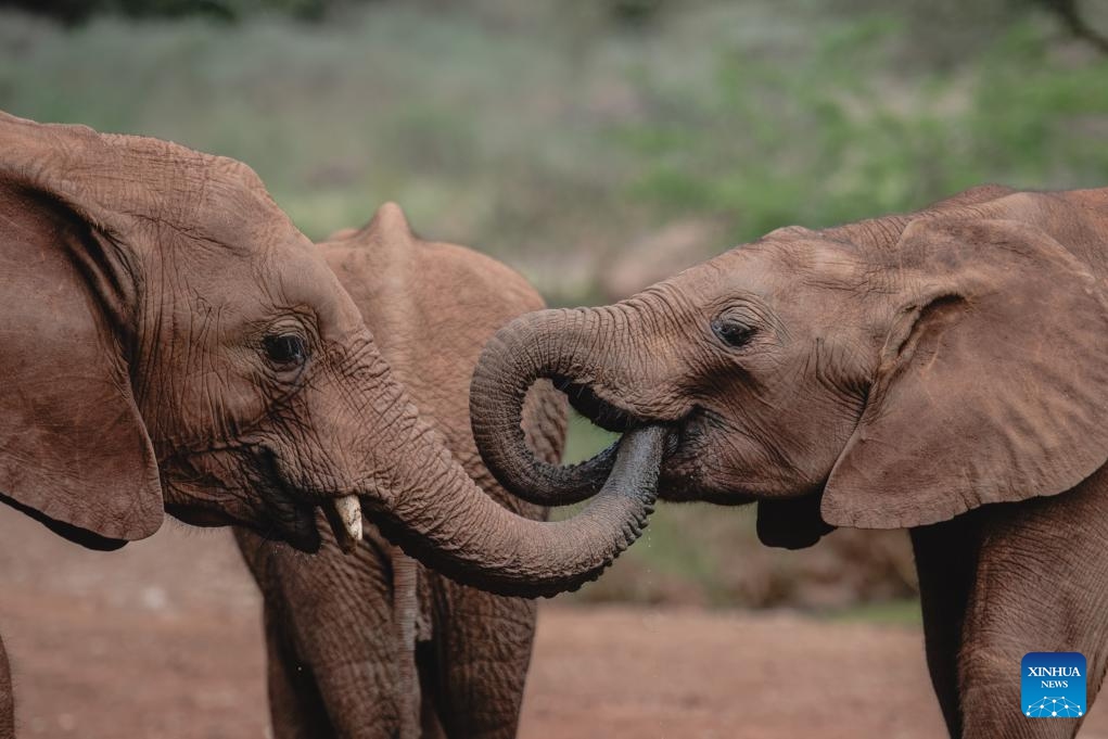 Elephants are pictured at the Elephant Orphanage in Nairobi, Kenya on Oct. 16, 2024. The orphanage, located on the outskirts of Nairobi, treats and rescues elephant orphans in various nature reserves in Kenya. Through treatment and training, it gradually restores the ability of the elephants that were affected by natural and human factors to help them regain wildness and survive independently. (Photo: Xinhua)