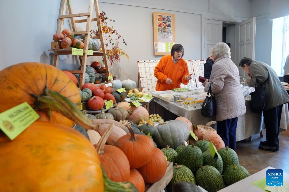 People visit an exhibition of pumpkins and peppers in Latvian Museum of Natural History in Riga, Latvia, Oct. 16, 2024. (Photo: Xinhua)