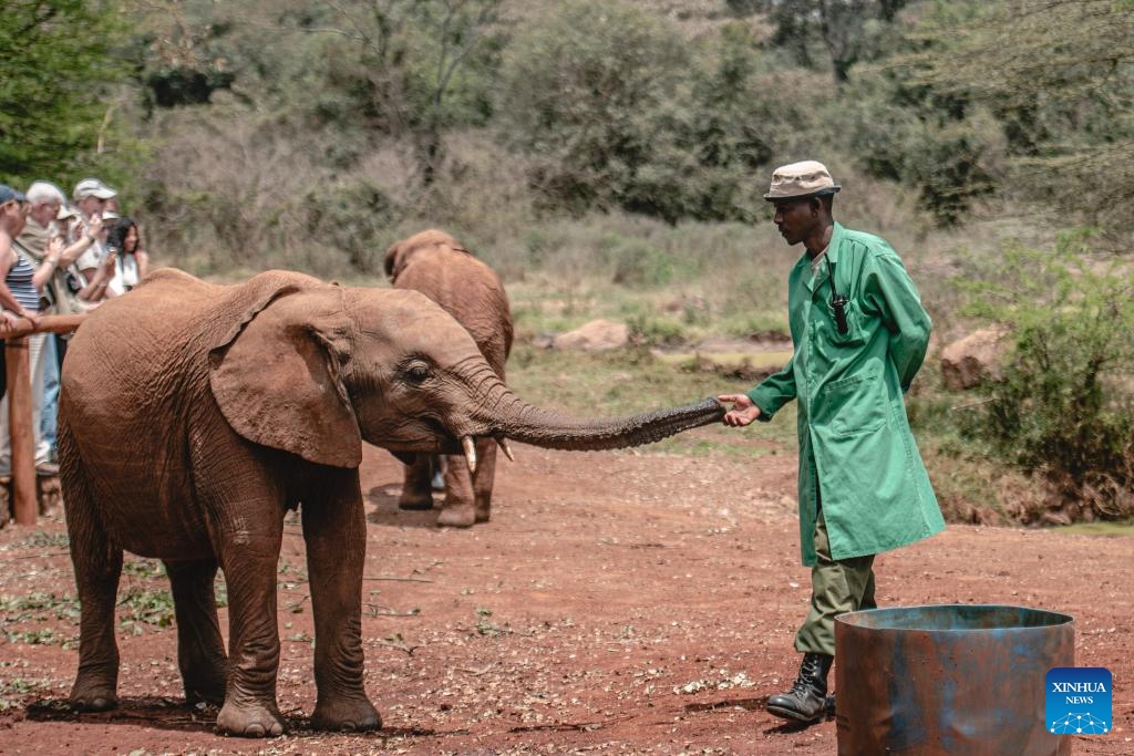 A caretaker interacts with an elephant at an elephant orphanage in Nairobi, Kenya, October 16, 2024. The orphanage, located on the outskirts of Nairobi, treats and rescues elephant orphans in various wildlife reserves in Kenya. Through treatment and training, it gradually restores the ability of elephants affected by natural and human factors to help them regain their wildness and survive independently. (Photo: Xinhua)