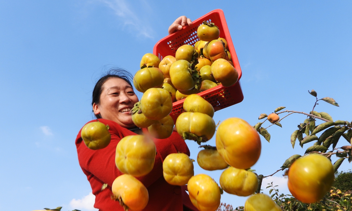 A woman is picking persimmons in an orchard in Dazhou, Southwest China's Sichuan Province, on October 15, 2024. Photo: VCG