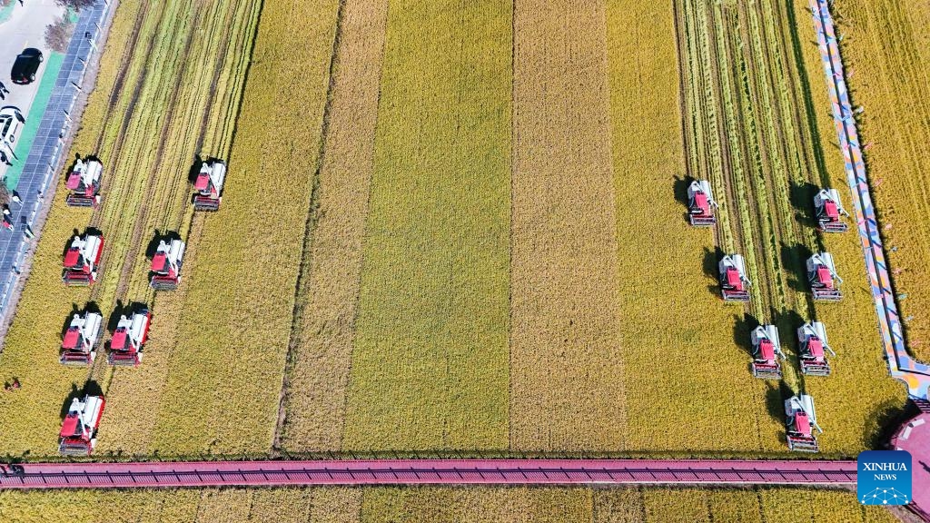 An aerial drone photo shows harvesters working in rice paddies in Fangzheng County, northeast China's Heilongjiang Province, Sept. 22, 2024. The autumn harvest in Heilongjiang Province, a major grain production base, is in full swing. (Photo:Xinhua)