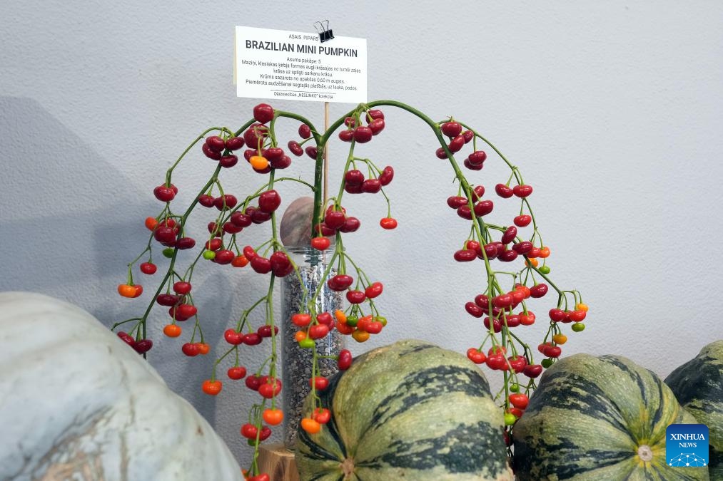 Pumpkins are on display during an exhibition of pumpkins and peppers in Latvian Museum of Natural History in Riga, Latvia, Oct. 16, 2024. (Photo: Xinhua)