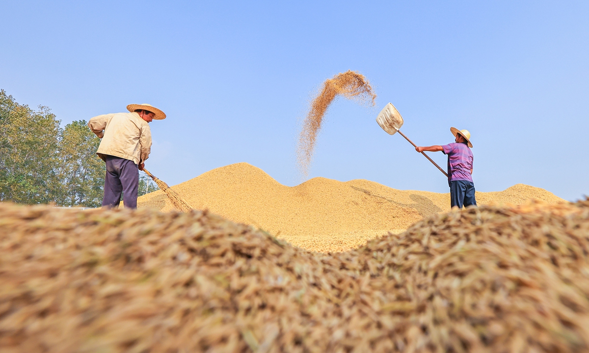 Farmers in the Sihong county, East China's Jiangsu, dry the grains they have harvested on October 14, 2024. Photo: VCG