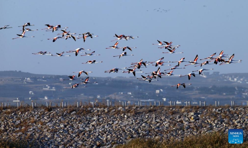 A flock of flamingos is pictured over the Selkapani Dam Lake in Ankara, Türkiye, Oct. 16, 2024. (Photo: Xinhua)