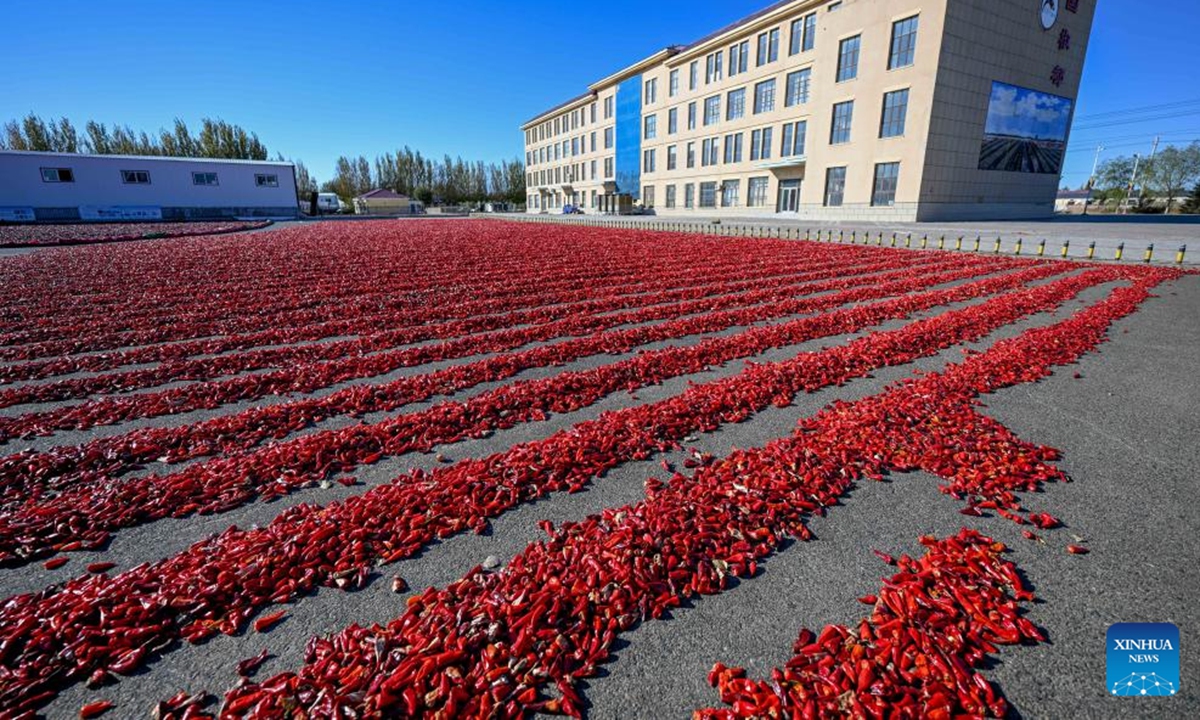 This photo taken on Oct. 19, 2024 shows chilies aired in a yard in Dongfeng Town, Kailu County, north China's Inner Mongolia Autonomous Region. Kailu County has a history of growing chilies spanning more than 30 years. Chilies has now entered the peak season of harvesting and sales in Kailu County. Currently, Kailu has around 600,000 mu (about 40,000 hectares) of chili cultivation area. (Photo: Xinhua)