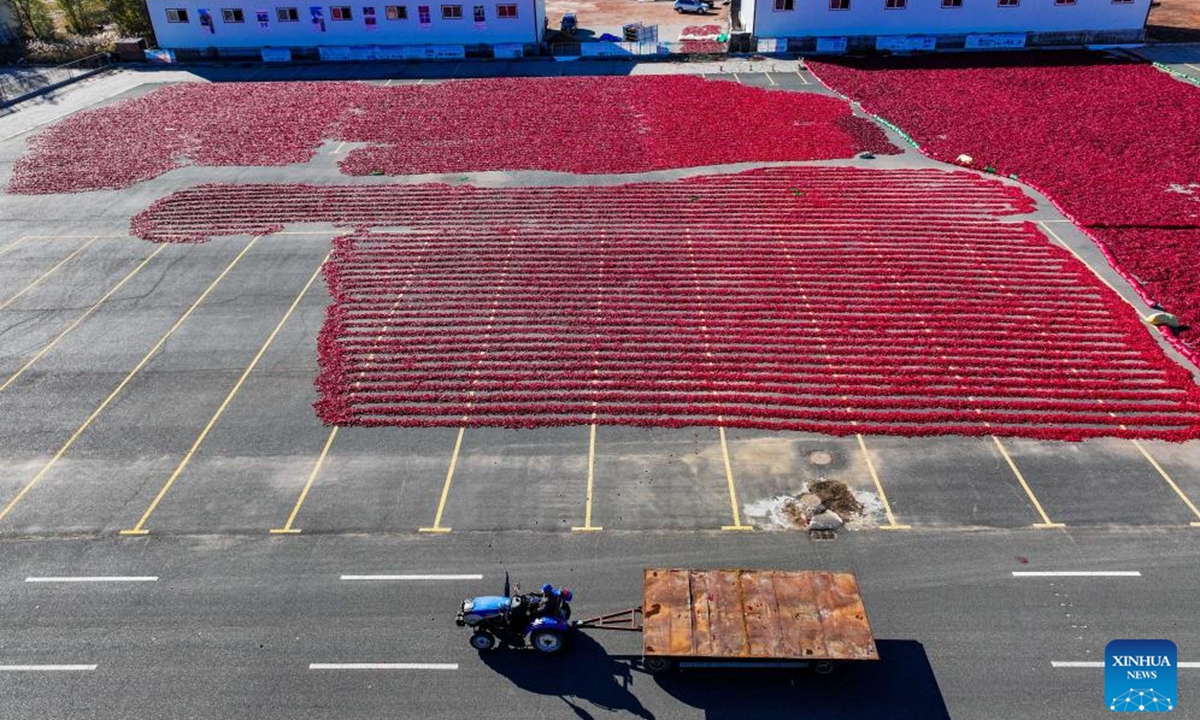 An aerial photo taken on Oct. 19, 2024 shows chilies aired in a yard in Dongfeng Town, Kailu County, north China's Inner Mongolia Autonomous Region. Kailu County has a history of growing chilies spanning more than 30 years. Chilies has now entered the peak season of harvesting and sales in Kailu County. Currently, Kailu has around 600,000 mu (about 40,000 hectares) of chili cultivation area. (Photo: Xinhua)