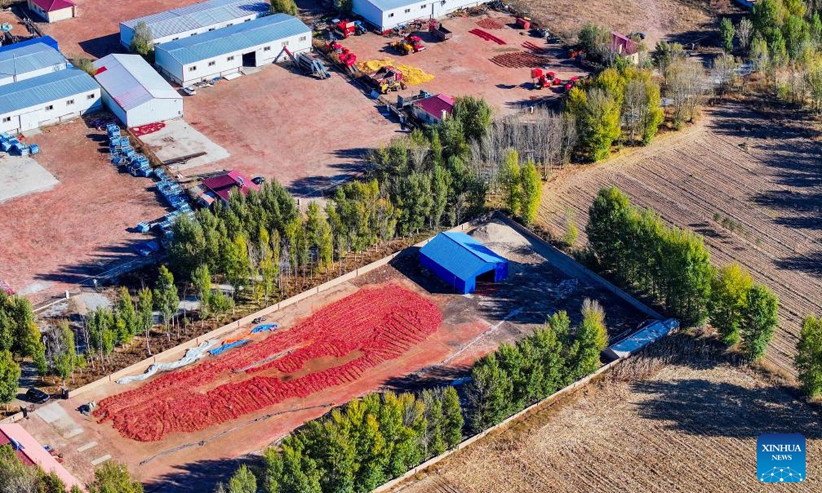 An aerial photo taken on Oct. 19, 2024 shows chilies aired in a villager's yard in Dongfeng Town, Kailu County, north China's Inner Mongolia Autonomous Region. Kailu County has a history of growing chilies spanning more than 30 years. Chilies has now entered the peak season of harvesting and sales in Kailu County. Currently, Kailu has around 600,000 mu (about 40,000 hectares) of chili cultivation area. (Photo: Xinhua)