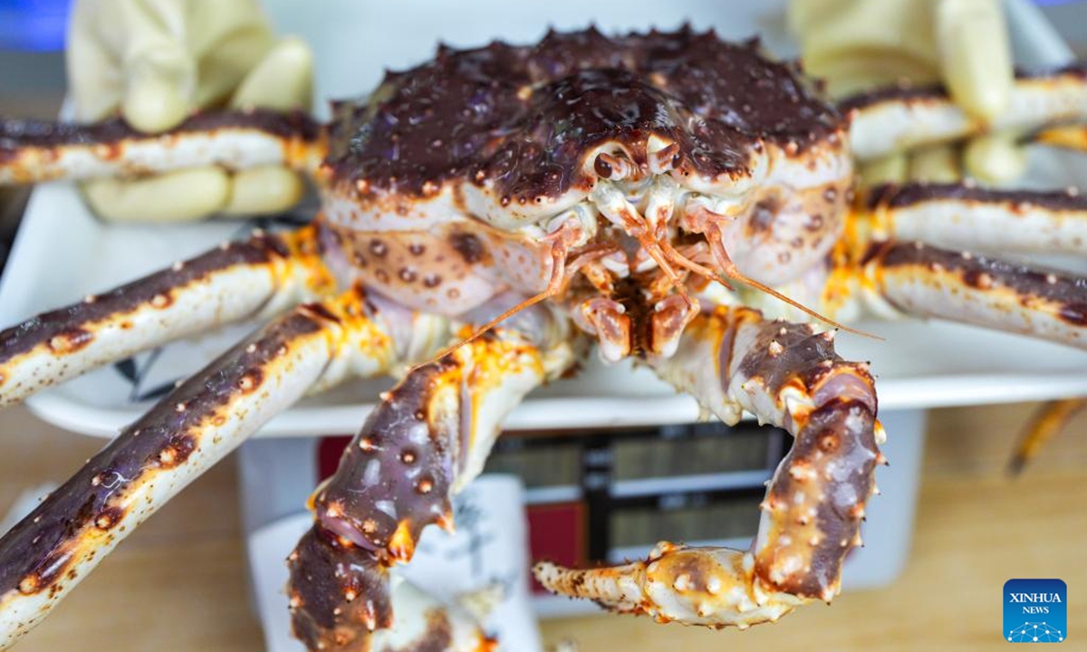 This photo taken on Sept. 20, 2024 shows a king crab at a shop in the Northeast Asia Cross-Border E-commerce Industrial Park, in Hunchun, northeast China's Jilin Province. Hunchun City of northeast China's Jilin Province has a nickname capital of king crabs among netizens. Every day, trucks fully loaded with fresh seafood imports enter the city via a land checkpoint bordering Russia. The Russian king crab, also known as the Kamchatka crab, is the star product. (Photo: Xinhua)