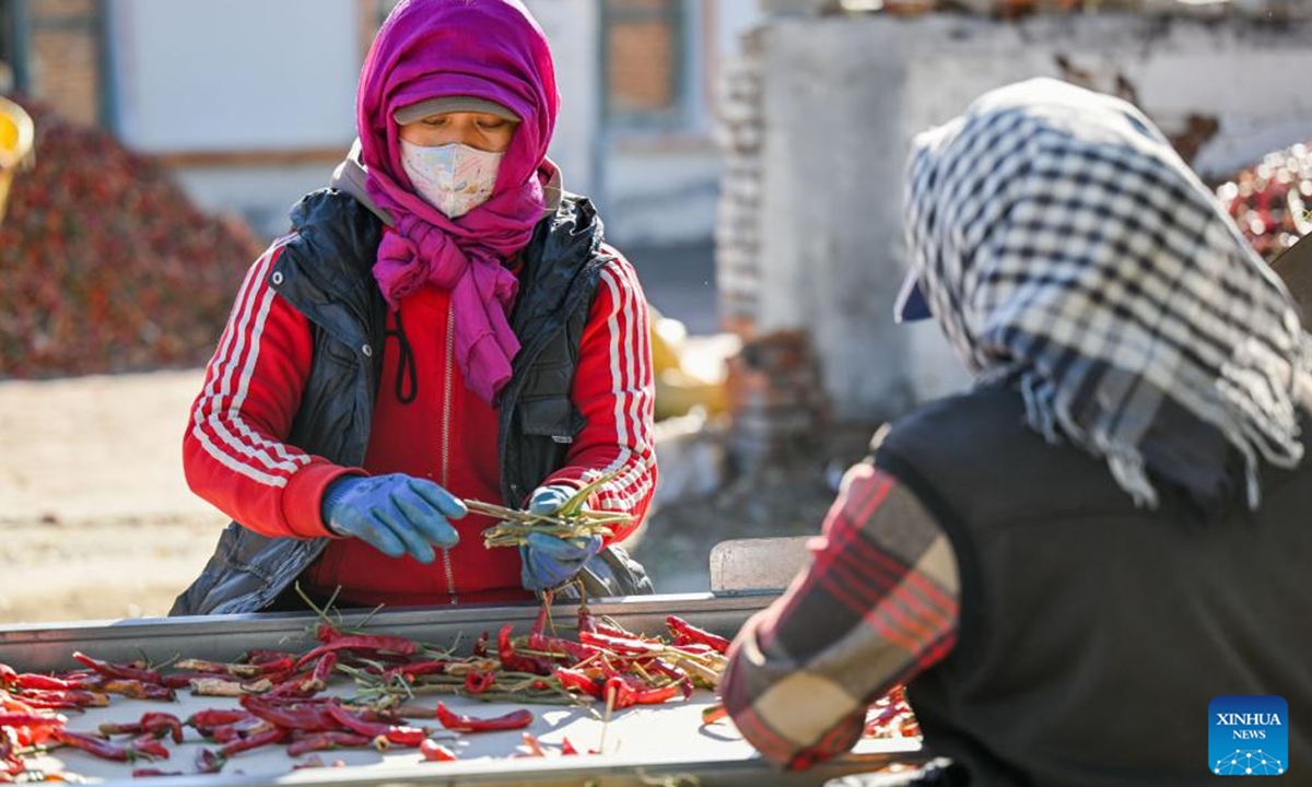 Growers sort chilies in Dongfeng Town, Kailu County, north China's Inner Mongolia Autonomous Region, Oct. 19, 2024. Kailu County has a history of growing chilies spanning more than 30 years. Chilies has now entered the peak season of harvesting and sales in Kailu County. Currently, Kailu has around 600,000 mu (about 40,000 hectares) of chili cultivation area. (Photo: Xinhua)